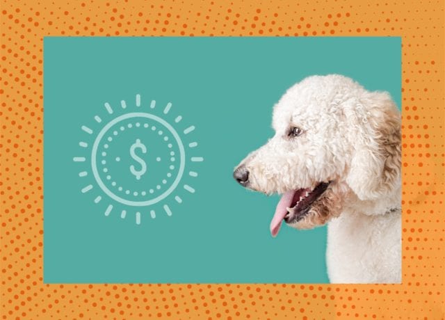 Fur Babies Bring in the Money — Petcare Advertising at B2B Events
